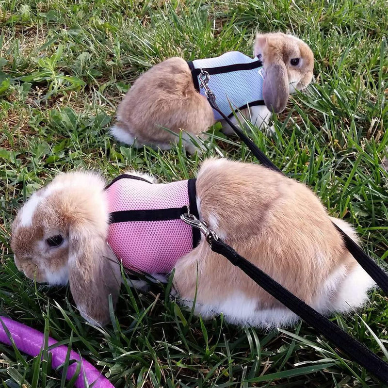 Pack of 2 Rabbit Leash, Blue & Pink Adjustable Rabbit Leash, Elastic Rabbit Harness, Rabbit Harness with Leash for 3-6 Pounds Small Animals, Rabbit Accessories - PawsPlanet Australia
