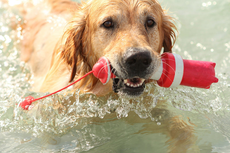 Rogz Lighthouse Floating Toy, 9.5-Inch - PawsPlanet Australia