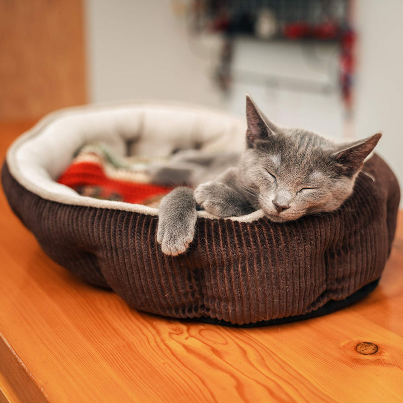 [Australia] - Simple Sleeper Self Warming Cute Calming Cat Bed With Ultra Soft Luxury Plush Including Refillable Catnip Pouch - Perfect for Indoor Cats Brown 