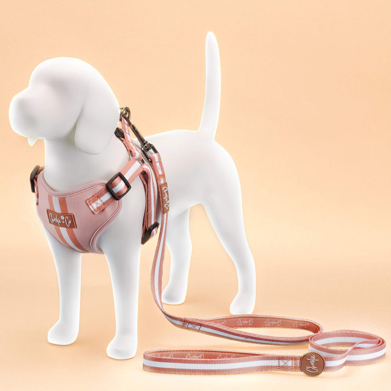 Charlie + Co Dog Lead with Comfortable Padded Neoprene Handles and Close Control Traffic Grip (5 FT / 150 cm) (Life's a Peach) Life's a Peach - PawsPlanet Australia