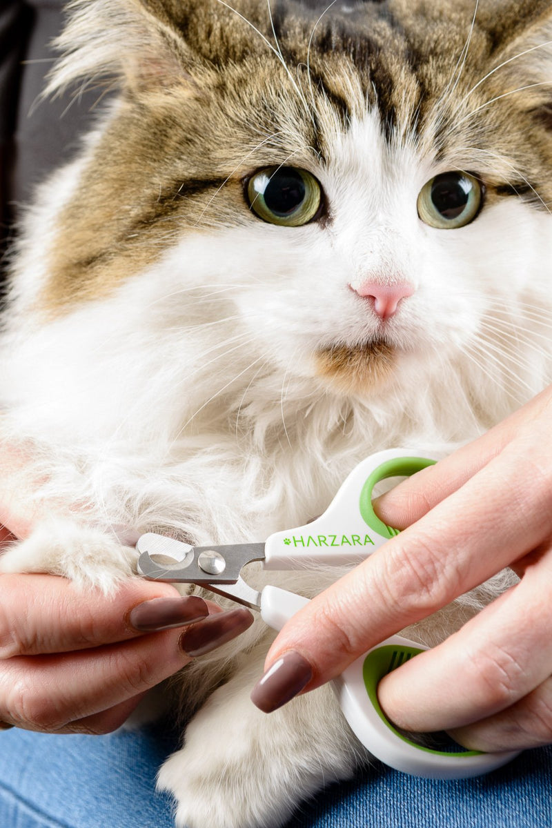 Harzara Professional Pet Nail Clippers. Best for a Cat, Puppy, Kitten & Small Dog. Bonus Storage Bag & Instruction Card. Great Trimmer for Grooming - PawsPlanet Australia