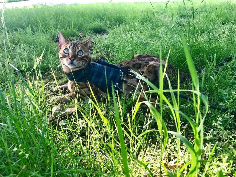 Mynwood Cat Jacket/Harness Black Watch Tartan Kitten up to 8month - PawsPlanet Australia