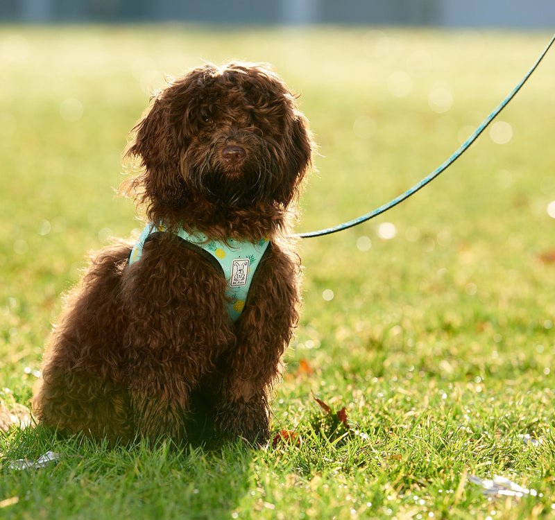 [Australia] - RC Pet Products Cirque Soft Walking Step In Dog Harness Pineapple Parade Medium 