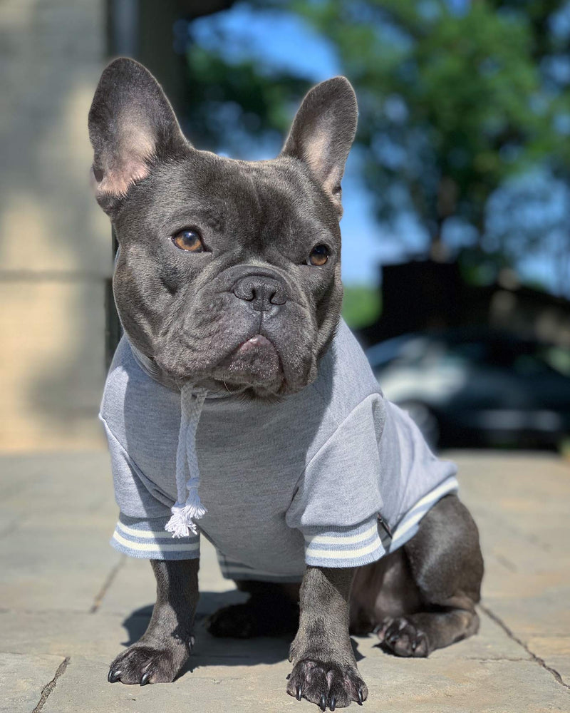 Parisian Pet Dog Blessed Hoodie Sweatshirt Pullover Winter Sweater, S - PawsPlanet Australia