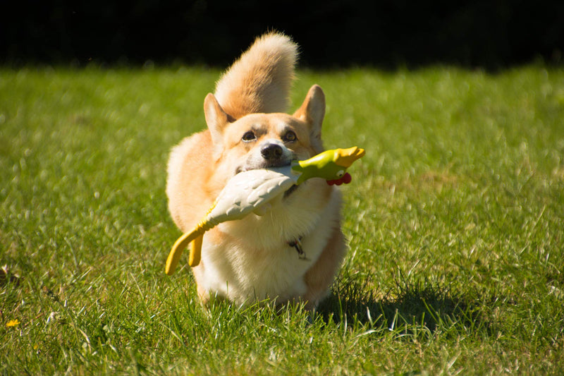 Petface Latex Chicken Dog Toy, Large - PawsPlanet Australia