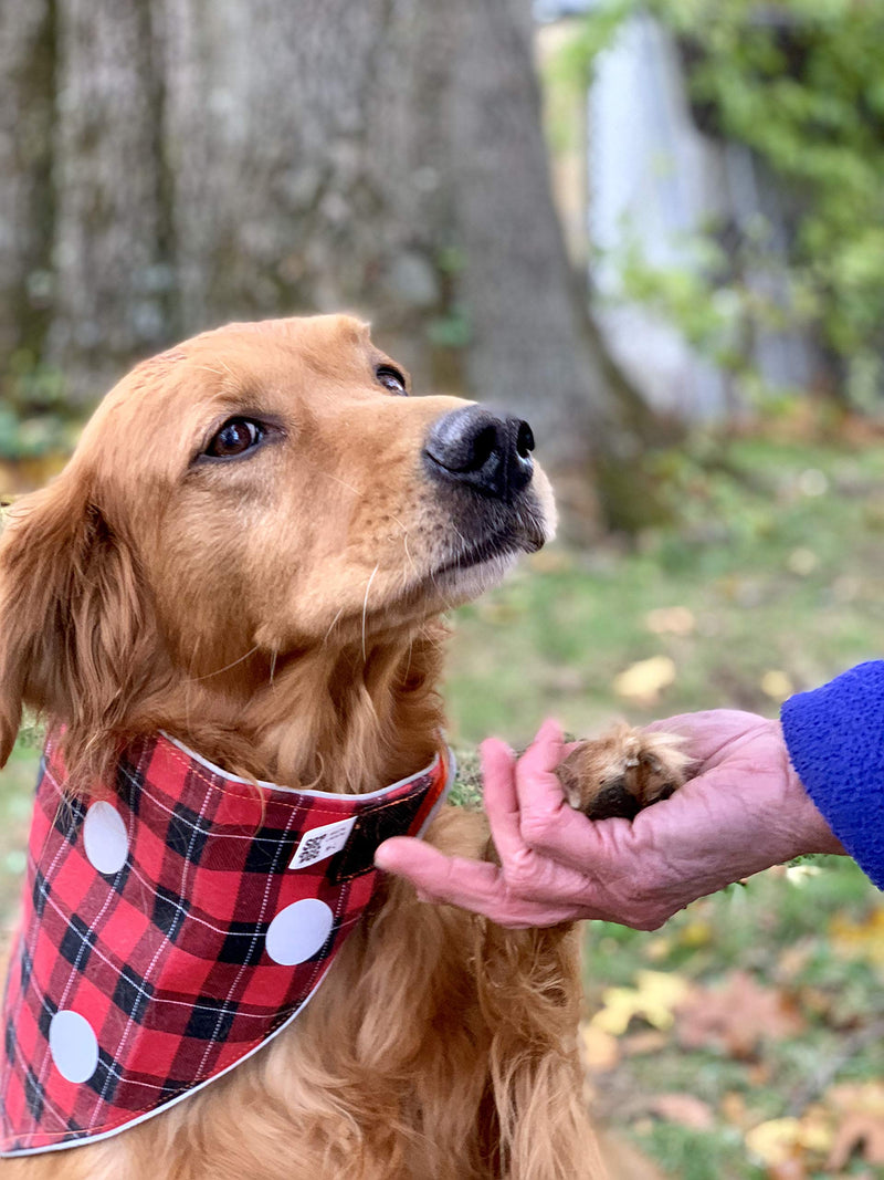 [Australia] - SPOT THE DOG! Easy Fastening Dog Bandana, High Visibility, Reflective, Sizes XXS-XL Large to X-Large Orange and Red Plaid 