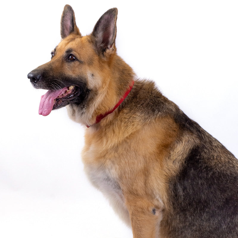 [Australia] - Country Brook Petz - Premium Nylon Dog Collar with Metal Buckle - Vibrant 25 Color Selection Large, 1 Inch Wide Red 