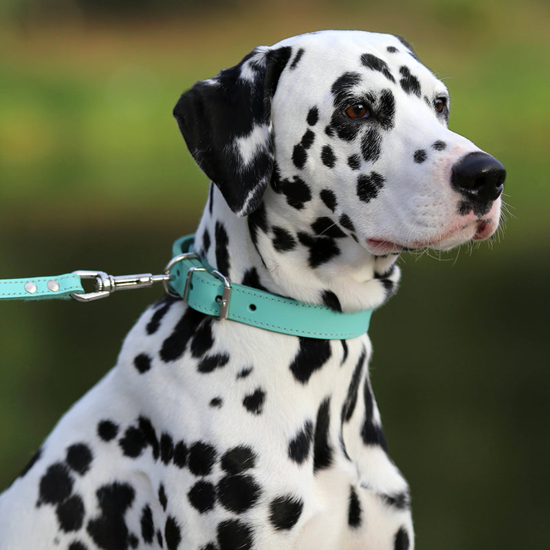 [Australia] - BRONZEDOG Handmade Genuine Leather Dog Collar, Puppy Leather Collar for Dogs, Small Medium Large, Pink Red Blue Green Turquoise White Yellow Neck Size 13" - 15" 