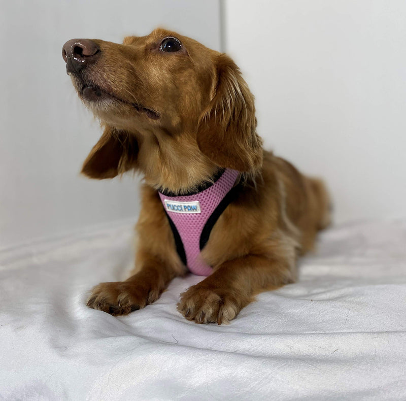 [Australia] - Pucci Paw Dog Harness No Pull Easy Walk for Dogs Cushioned Extra Padding Comfortable Mesh Pet Harness Breathable All Weather Light Weight Strong Puppy Small Medium Large Dog Pink 
