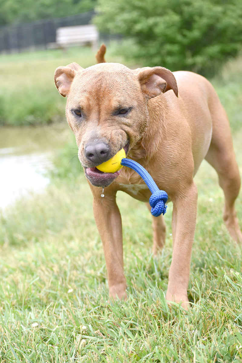 [Australia] - Grrrassic Dog Toys Toss Toy 