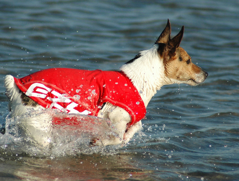 EzyDog Rash Vest, Large L - PawsPlanet Australia