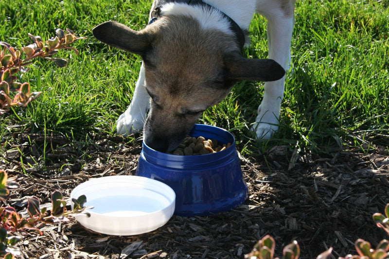 [Australia] - Travel Dog Bowl with a Screw Top Lid - 'Ohana Bowl - Holds 2 Cups of Food Blue 