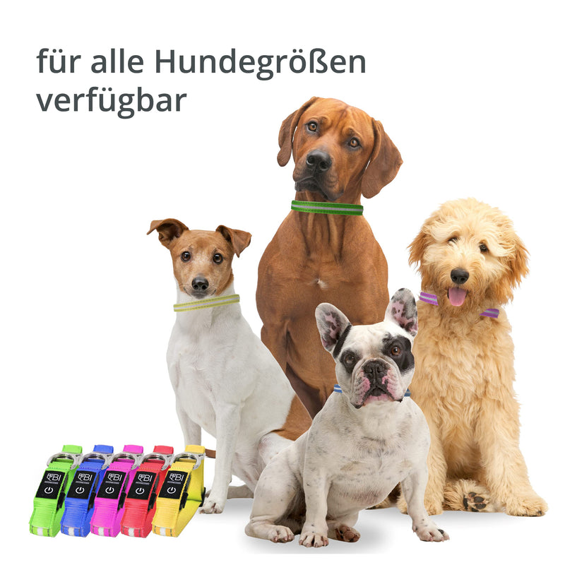 Luminous collar for dogs [The original] Luminous LED dog collar for walking even in the dark - very long battery life - safe thanks to high-quality metal clasp (red, L) L (48-60 cm) red - PawsPlanet Australia