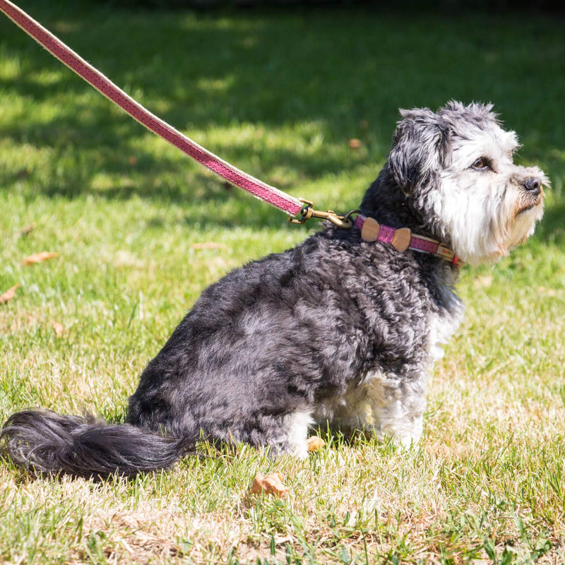 [Australia] - Pettsie Leash Dog Pet Made from Sturdy Durable Hemp, 5 Ft Long, Double Layer for Safety and Padded Handle for Extra Comfort and Control, Gift Box Included S Pink 