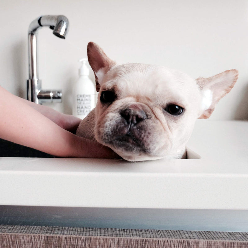 [Australia] - MaddieGirl Organics - 17oz Dirty Dog Deep Cleansing Detox Shampoo for Dogs - with Organic Essential Oils and Botanicals - Vegan, All-Natural, Cruelty Free, No Gluten or GMOs… 17 Ounce 