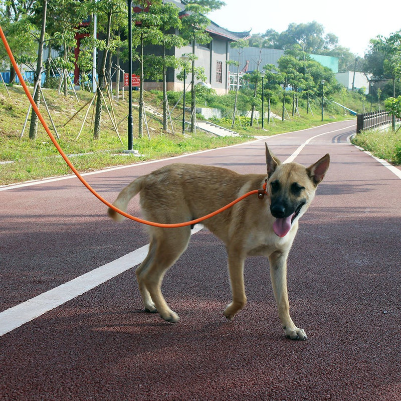 [Australia] - lynxking Dog Leash Slip Rope Lead Leash Strong Heavy Duty Braided Rope No Pull Training Lead Leashes for Medium Large Dogs 6' Orange 