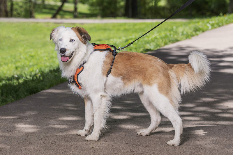 [Australia] - PetSafe Walk-Along Outdoor Dog Harness Medium Orange 