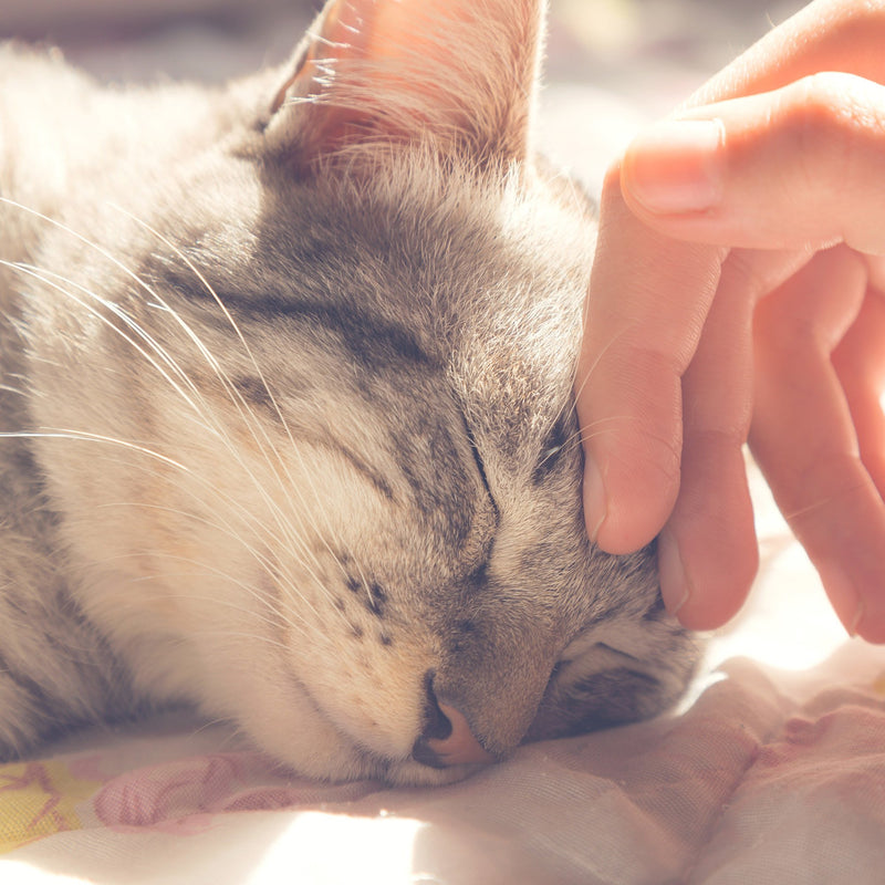 [Australia] - PETMAKER Cat Pet Bed Collection Gray/Black 