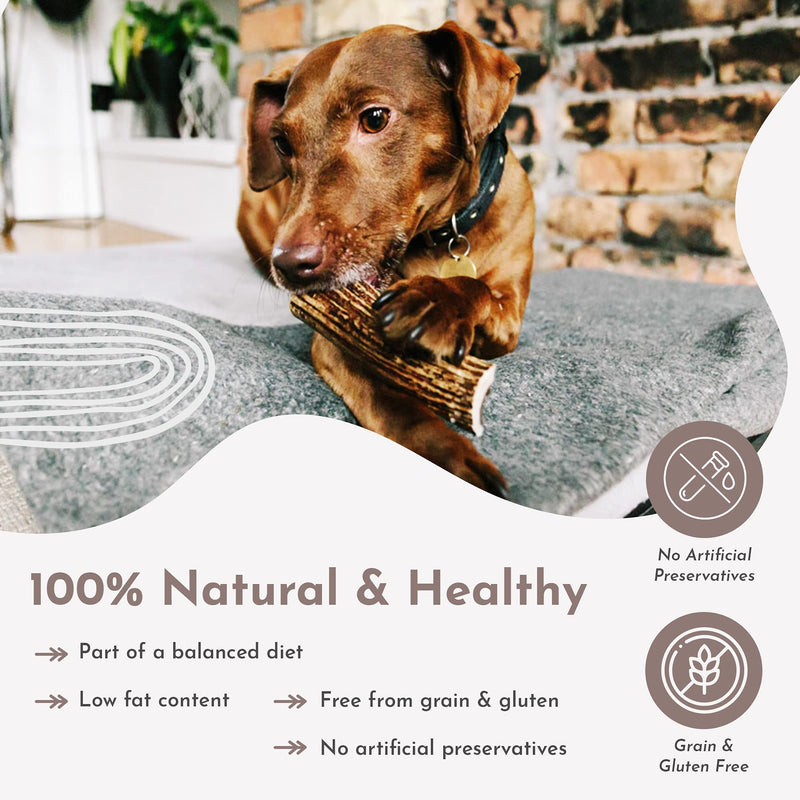 Purplebone Split Antler Dog Chew, Medium Size, Dog Bone Treats for Regular or Small Breeds | 100% Natural & Longer Lasting Sticks | Grain & Gluten Free | Low in Fat & No Artificial Preservatives 1 Count (Pack of 1) - PawsPlanet Australia