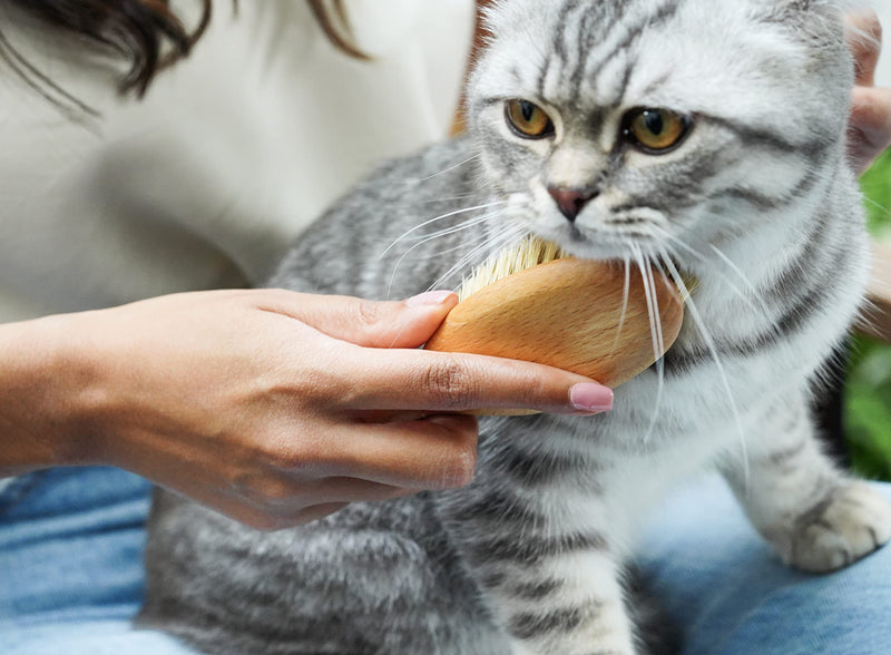 LucyBalu® cat brush for short hair & long hair | Fur brush for cats| Cat comb for grooming cats | Pet Hair Brush for Cats| Cat hair brush with natural bristles & wooden handle | oiled nature - PawsPlanet Australia