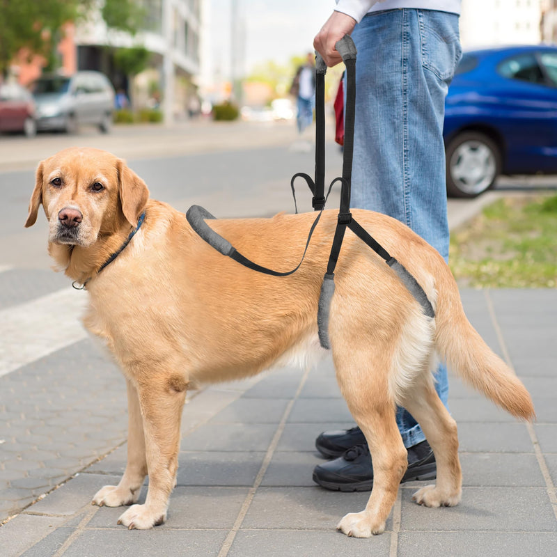 Lollanda walking aid for dogs at the back, carrier for dogs, dog harness for the hind legs, walking aid for dogs to support sick dogs, older dogs, promotes the mobility of the dog (black) black - PawsPlanet Australia