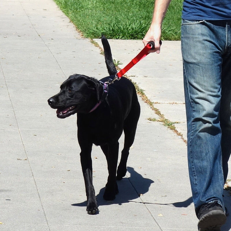 [Australia] - Leashboss Traffic Handler - Short Dog Leash with Traffic Handle for Large Dogs for Double Dog Couplers, Service Dogs, and Training 12 Inch Red 