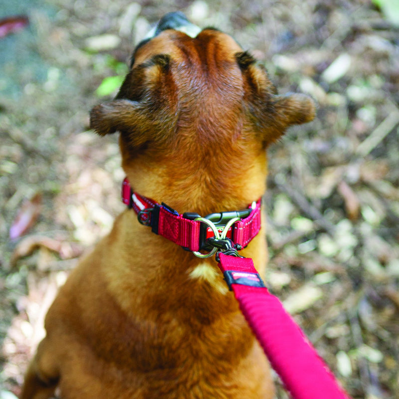 [Australia] - EzyDog Double Up Dog Collar Red l 