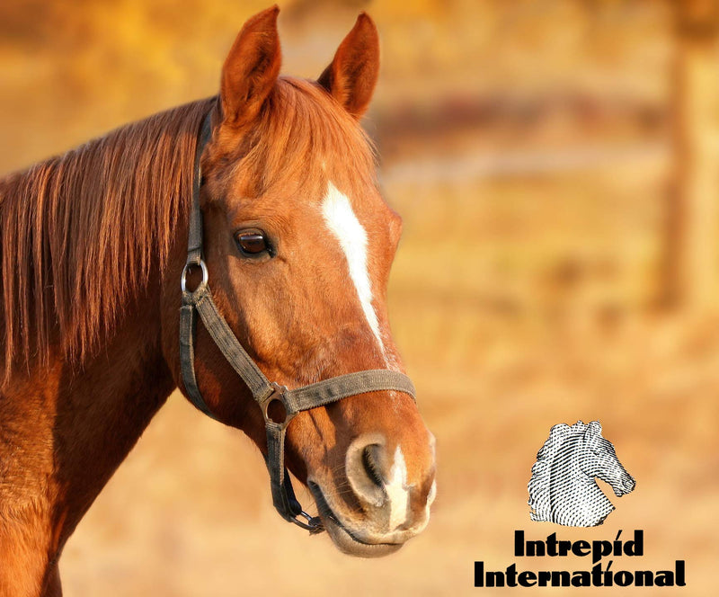 Intrepid International Hock Shield Protector X-Large Horse - PawsPlanet Australia