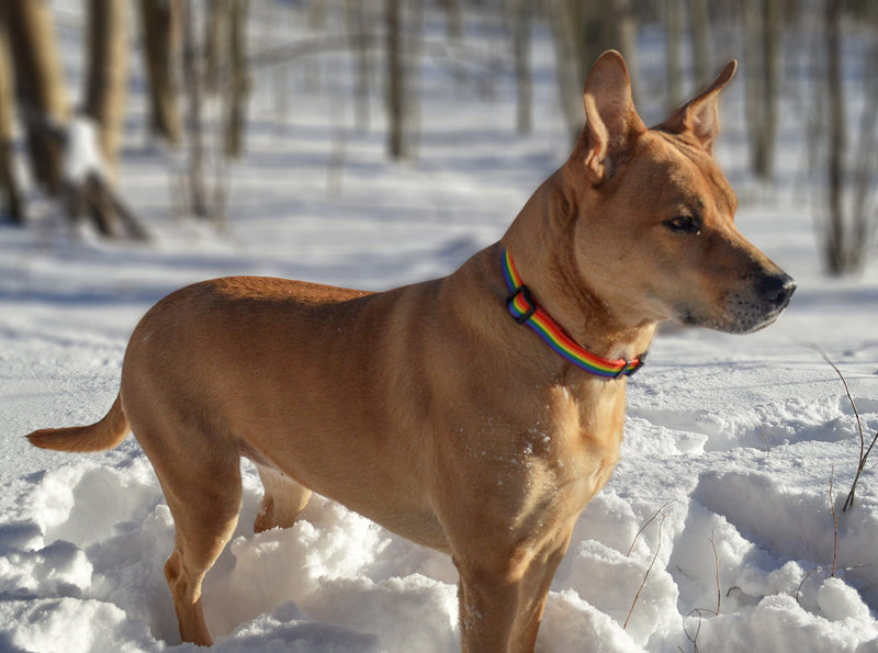 Native Pup Rainbow Flag Dog Collar Gay Pride Stuff for Parade, LGBTQ Flags Equality Pet Apparel Decor Gift and LGBT Ally Accessories (Small) Small - PawsPlanet Australia