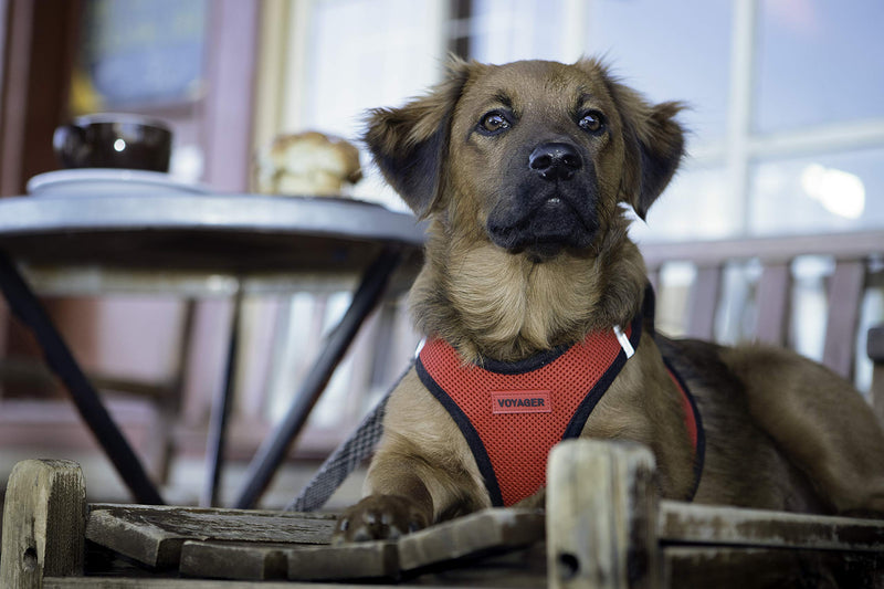 Voyager Step-in Air Dog Harness - All Weather Mesh Step in Vest Harness for Small and Medium Dogs by Best Pet Supplies M (Chest: 16 - 18") Red Base - PawsPlanet Australia