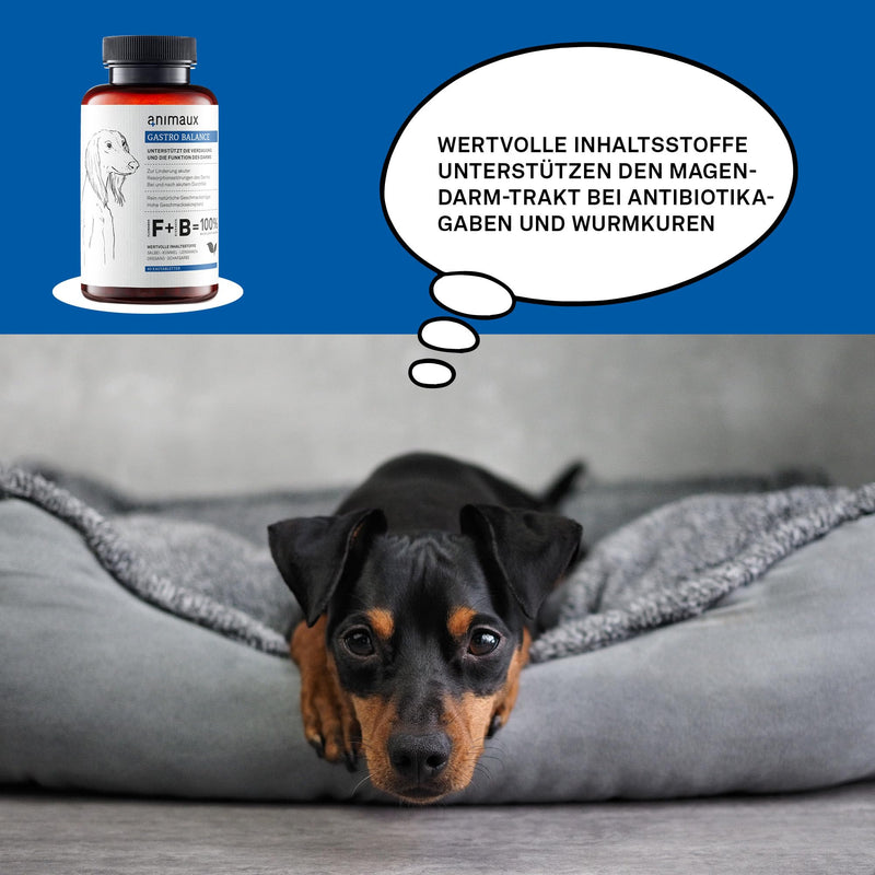 animaux gastro balance - treats for dogs to support the gastrointestinal tract with diarrhoea, indigestion, food changes and flatulence, as a preventative measure for irritable stomachs and irritable bowel syndrome, and intestinal flora probiotics - PawsPlanet Australia