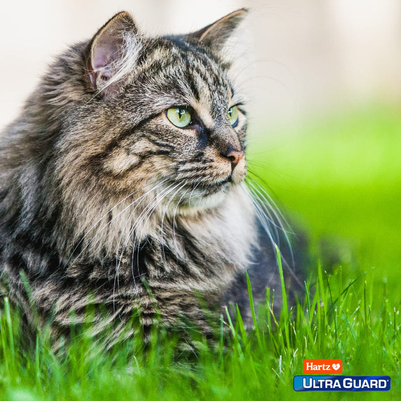 Hartz UltraGuard Topical Flea & Tick Prevention for Cats and Kittens - 3 Monthly Treatments - PawsPlanet Australia