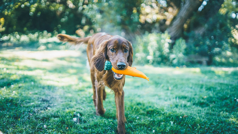 Aime Vinyl carrot toy for dogs 24 cm - PawsPlanet Australia