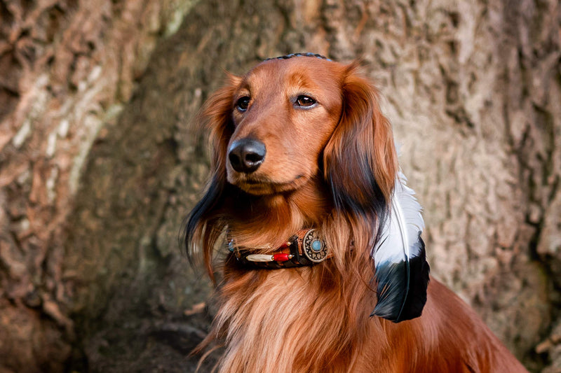 MICHUR CARLOTA Collar Indian, Dog Collar Leather Brown, Leather Collar Dog, Collar, WITH TURQUOISE STONES Neck circumference 9.45-11.5" - PawsPlanet Australia