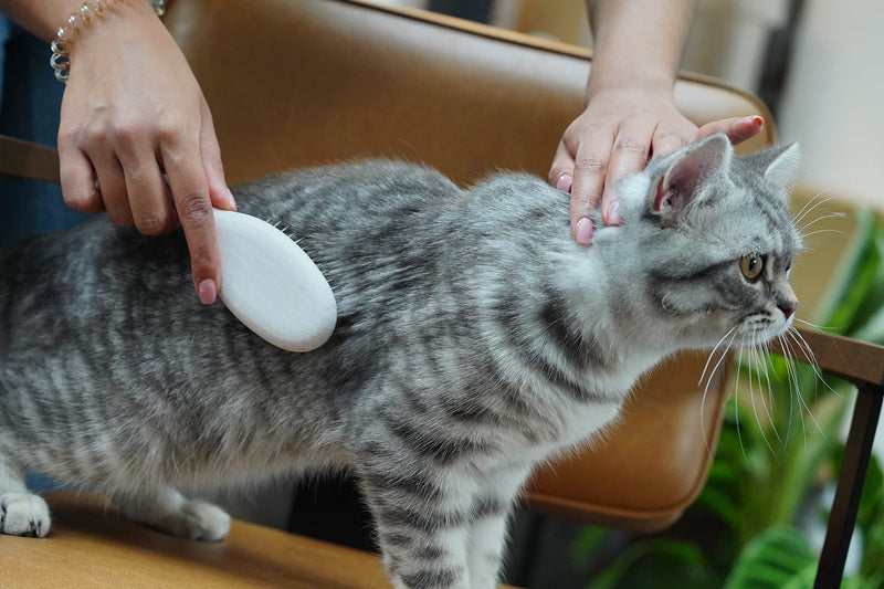 LucyBalu® cat brush short hair & long hair | Fur brush for cats | Undercoat brush cat | Cat comb for grooming cats | Animal hair brush | Cat hair brush with metal bristles & white metal wooden handle - PawsPlanet Australia