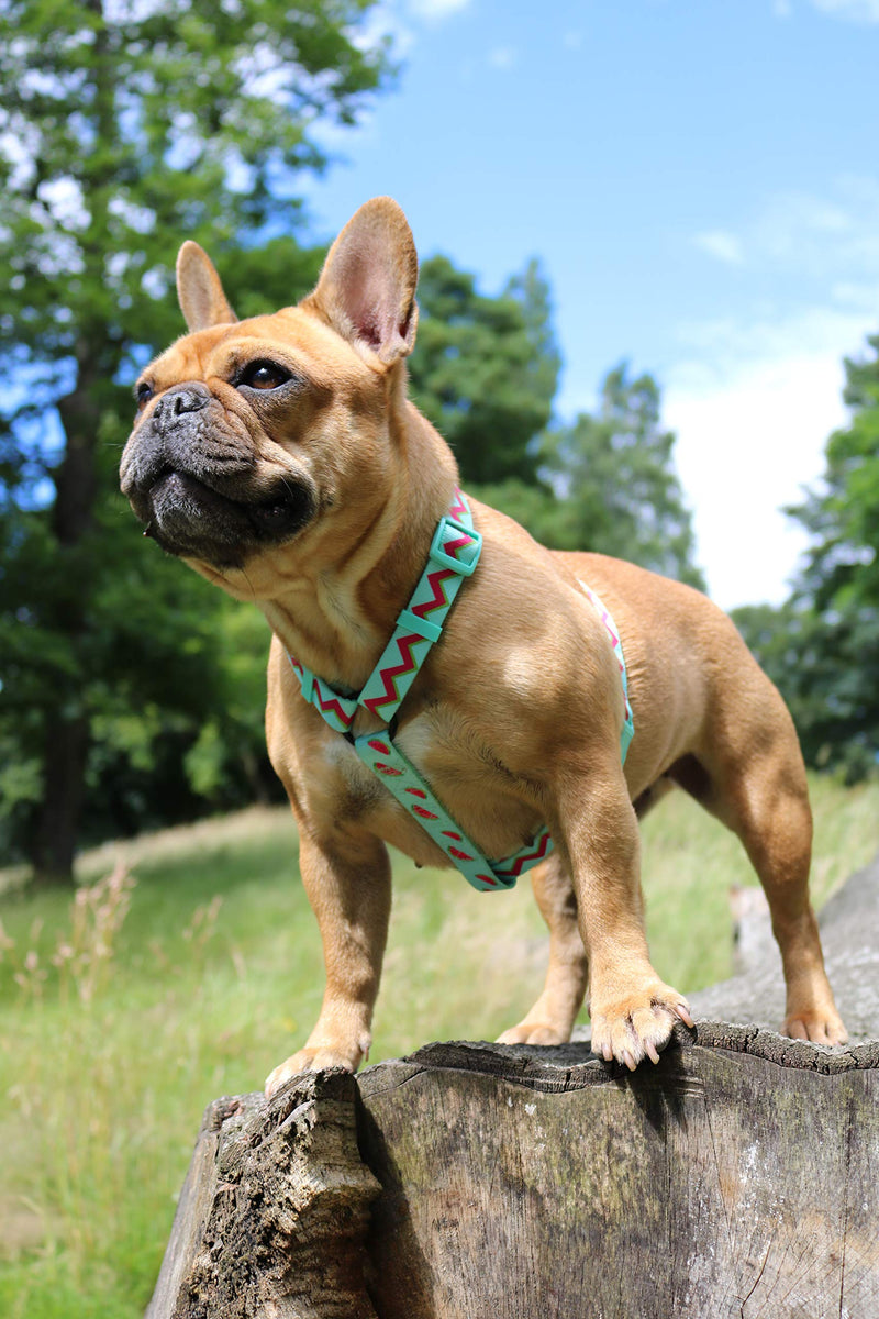 Love Frenchie - French Bulldog Harness with Adjustable Neck and Chest Straps Tutti Frutti - PawsPlanet Australia