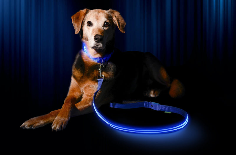 [Australia] - Illumiseen LED Dog Leash - USB Rechargeable - Available in 6 Colors & 2 Sizes - Makes Your Dog Visible, Safe & Seen 6 Feet Royal Blue 