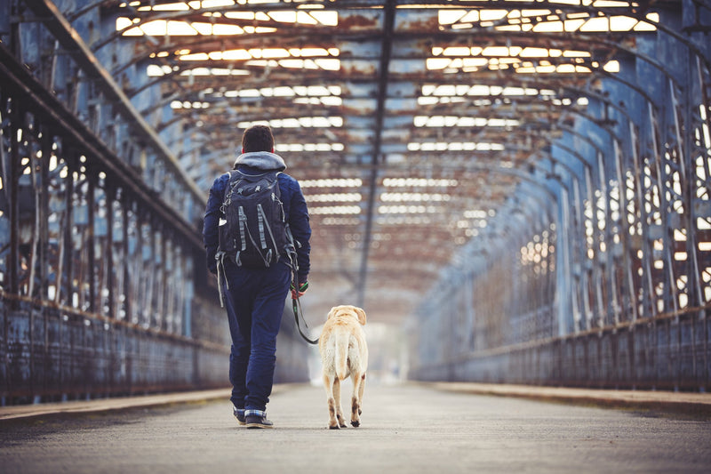 [Australia] - Mighty Paw Short Leash, Traffic Handle Dog Leash, Premium Quality Dog Lead with Padded Handle 30 in Grey 