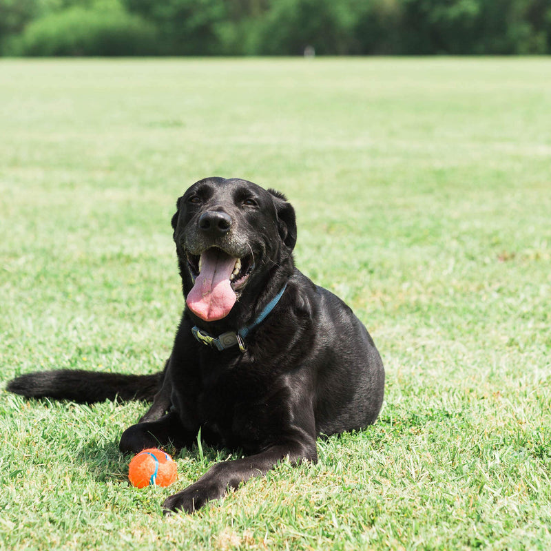 Chuckit! Tennis Ball Small 2-Pack - PawsPlanet Australia