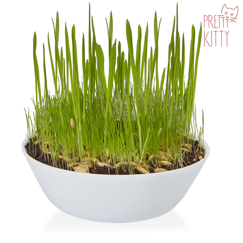 Premium Cat Grass Seeds for Planting: 1x 25g Plant Seeds for 10 pots natural Cat Treat  Fibre Supplement for Cats  Cat Grass Seed Fast Growing  Grass for Cats, Cat Plant  Cats Grass by PrettyKitty 25 g (Pack of 1) - PawsPlanet Australia