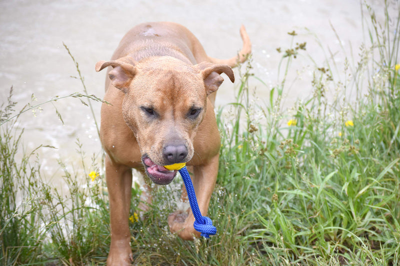 [Australia] - Grrrassic Dog Toys Toss Toy 