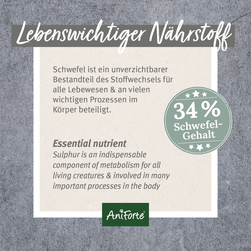 AniForte MSM Powder for Dogs & Cats 300 g - Highly pure methylsulfonylmethane, high dosage with a purity of 99.94%, organic sulfur for animals as a joint powder, highest quality - PawsPlanet Australia
