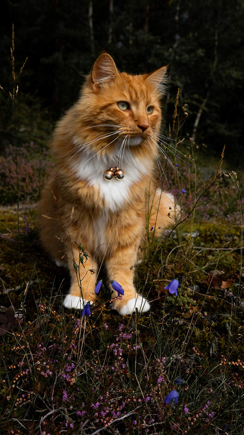 Beau's Bells 2 Extra Loud Cat & Dog Bells | Pet Tracker | Save Birds & Wildlife | Luxury Handmade Copper Small - PawsPlanet Australia