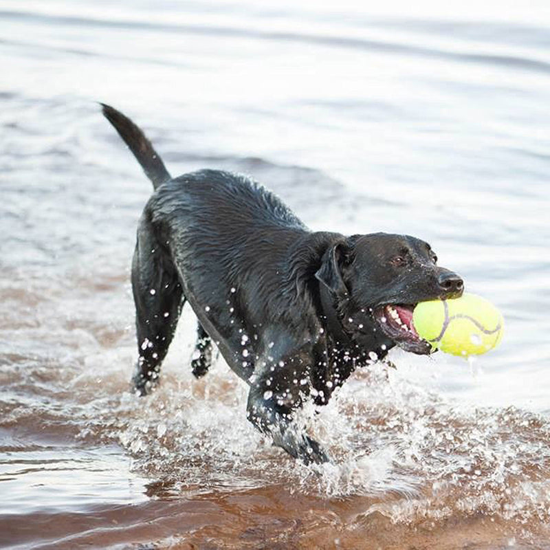 KONG - AirDog Squeaker Football - Squeaky Bounce and Fetch Toy, Tennis Ball Material - For Medium Dogs 1 Count (Pack of 1) - PawsPlanet Australia