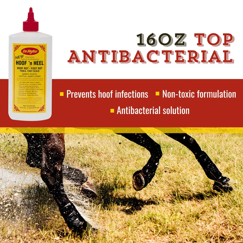 16OZ Top Antibacterial - PawsPlanet Australia