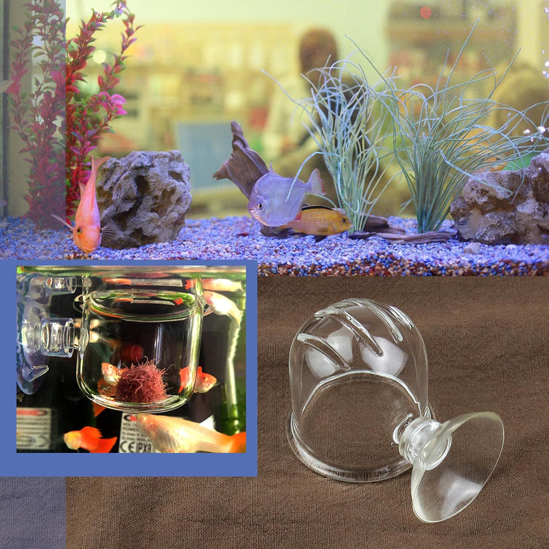 2x Small Aquarium Cone Red Worm Feeder 1mm Fish Tank Brine Shrimp Feeder Crystal Glass Plant Feeding Cup with Suction Cups Transparent - PawsPlanet Australia