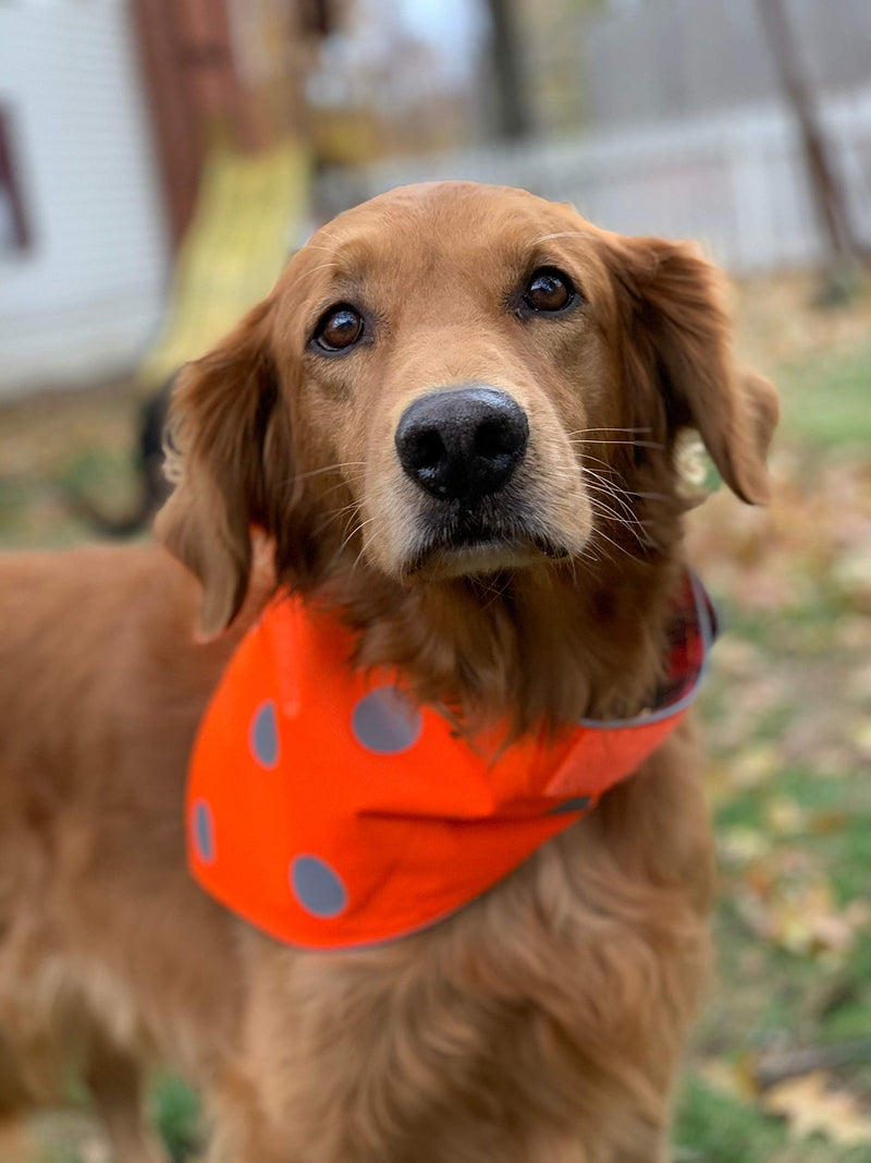 [Australia] - SPOT THE DOG! Easy Fastening Dog Bandana, High Visibility, Reflective, Sizes XXS-XL Large to X-Large Orange and Red Plaid 