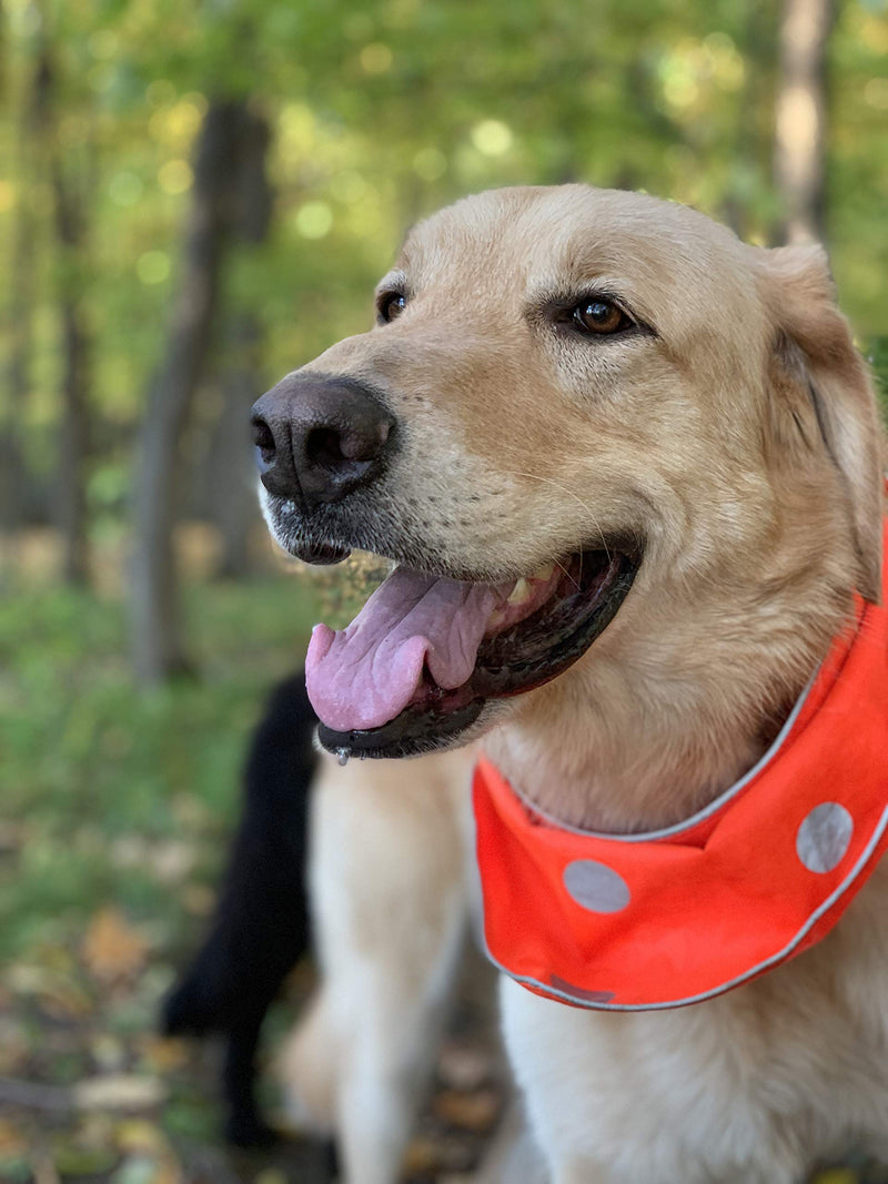 [Australia] - SPOT THE DOG! Easy Fastening Dog Bandana, High Visibility, Reflective, Sizes XXS-XL Large to X-Large Orange and Red Plaid 