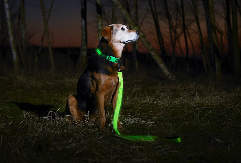 Illumiseen LED Dog Leash - USB Rechargeable - Available in 6 Colors & 2 Sizes - Makes Your Dog Visible, Safe & Seen 6 Feet Neon Green - PawsPlanet Australia
