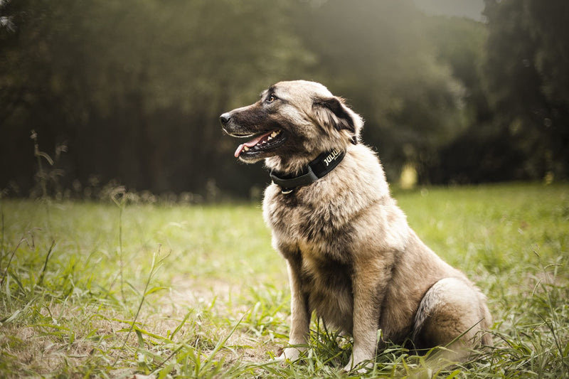 JULIUS K-9, 200HA-K-2015 Color and Gray series K9 collar with handle, safety clasp and logo and safety clasp, 50 mm x 49-70 cm, adjustable, black-gray 50 mm (49-70 cm) black- Gray - PawsPlanet Australia